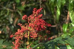 Rhus chinensis